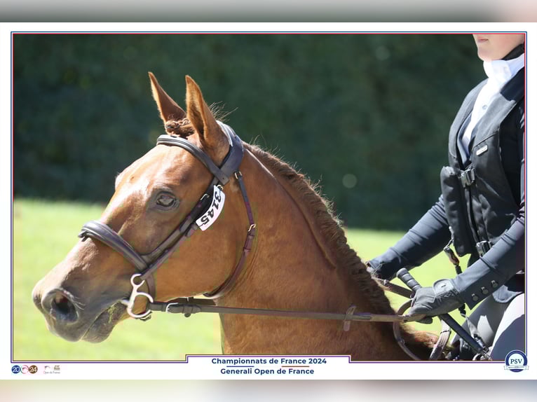 Vollblutaraber Wallach 12 Jahre 149 cm Dunkelfuchs in COUTANCES
