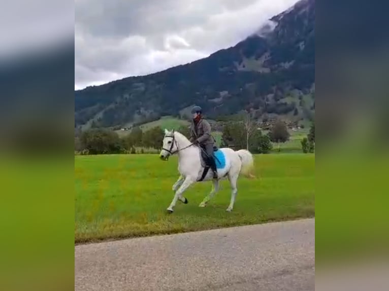 Vollblutaraber Mix Wallach 12 Jahre 150 cm Schimmel in Rettenberg