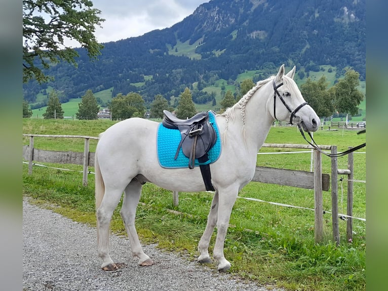 Vollblutaraber Mix Wallach 12 Jahre 150 cm Schimmel in Rettenberg