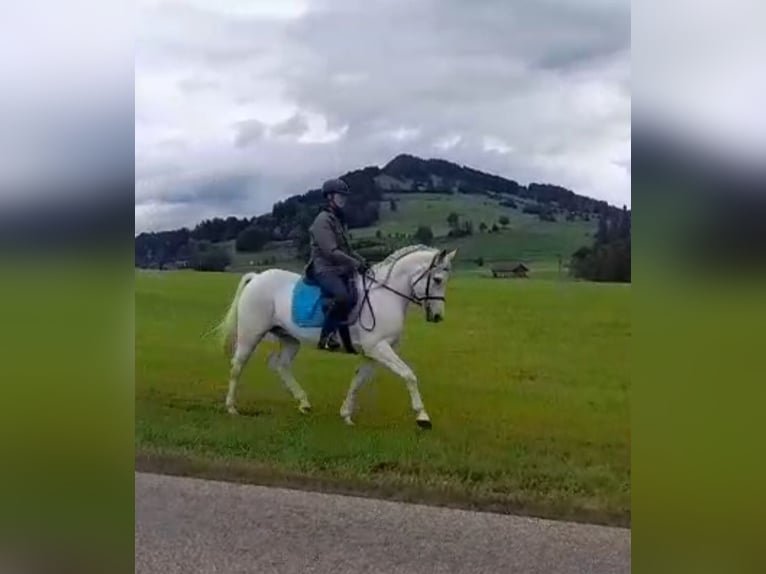 Vollblutaraber Mix Wallach 12 Jahre 150 cm Schimmel in Rettenberg