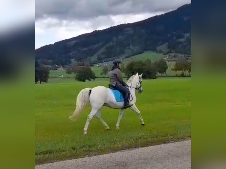 Vollblutaraber Mix Wallach 12 Jahre 150 cm Schimmel in Rettenberg