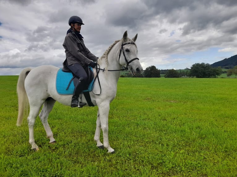 Vollblutaraber Mix Wallach 12 Jahre 150 cm Schimmel in Rettenberg