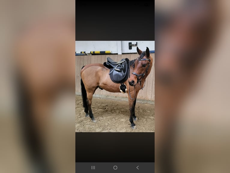 Vollblutaraber Wallach 12 Jahre 153 cm Brauner in Lünen