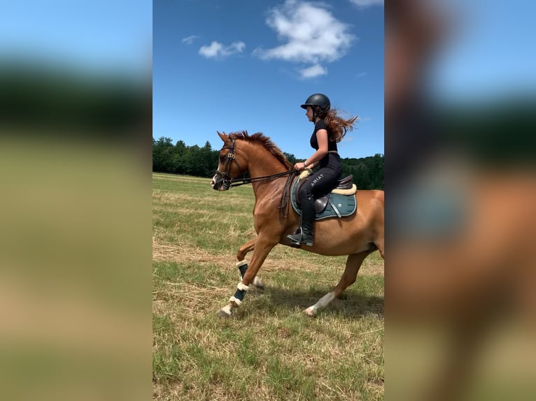 Vollblutaraber Wallach 12 Jahre 153 cm Fuchs in Biederthal