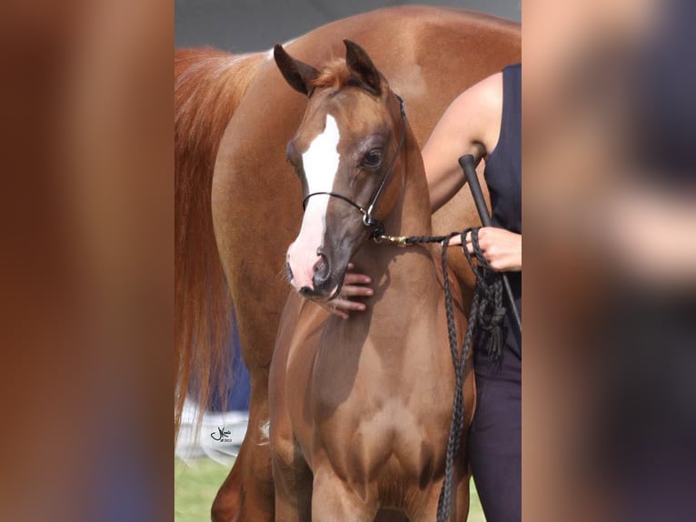 Vollblutaraber Wallach 12 Jahre 155 cm Fuchs in Koningshooikt