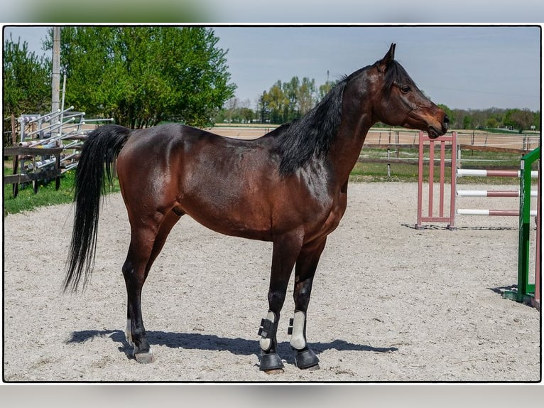 Vollblutaraber Wallach 12 Jahre 155 cm Schwarzbrauner in Rixheim