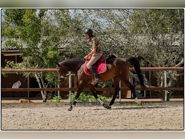 Vollblutaraber Wallach 12 Jahre 155 cm Schwarzbrauner in Rixheim
