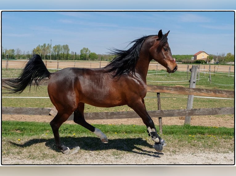 Vollblutaraber Wallach 12 Jahre 155 cm Schwarzbrauner in Rixheim