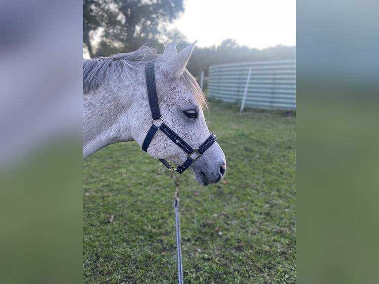 Vollblutaraber Wallach 12 Jahre 158 cm Fliegenschimmel in Papenburg