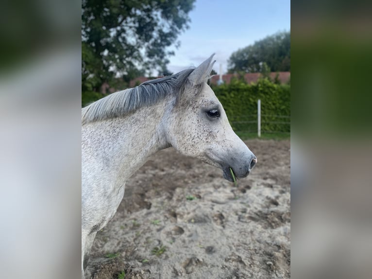 Vollblutaraber Wallach 12 Jahre 158 cm Fliegenschimmel in Papenburg
