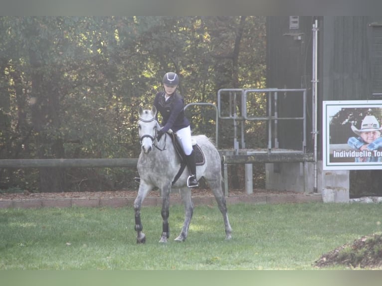 Vollblutaraber Wallach 12 Jahre 158 cm Fliegenschimmel in Papenburg