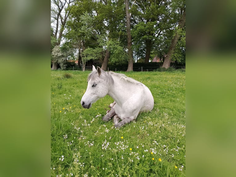Vollblutaraber Wallach 12 Jahre 158 cm Fliegenschimmel in Papenburg