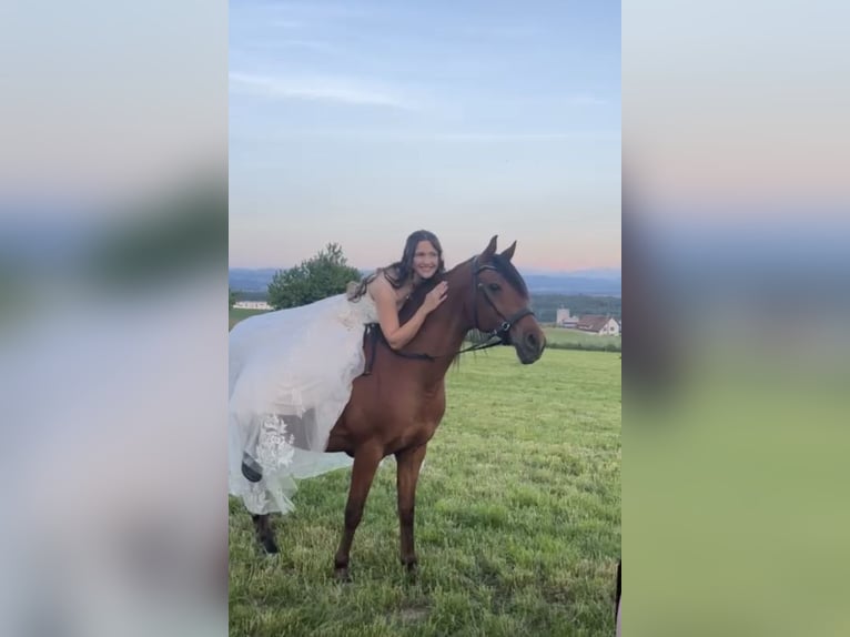 Vollblutaraber Wallach 13 Jahre 150 cm Brauner in Lohn-Ammannsegg