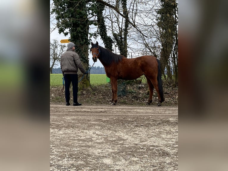 Vollblutaraber Wallach 13 Jahre 150 cm Brauner in Lohn-Ammannsegg