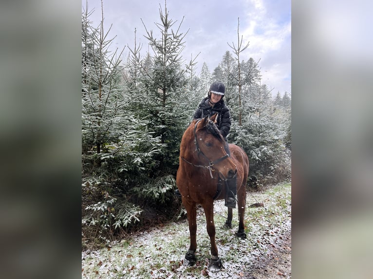 Vollblutaraber Wallach 13 Jahre 150 cm Brauner in Lohn-Ammannsegg