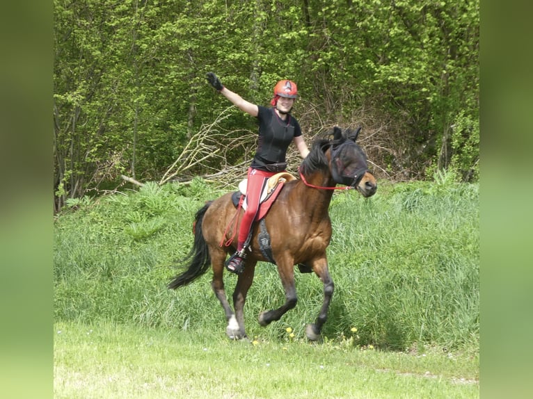 Vollblutaraber Wallach 13 Jahre 152 cm Brauner in Saal an der Donau