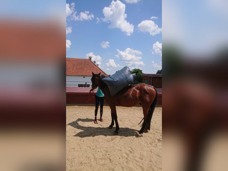 Vollblutaraber Wallach 13 Jahre 152 cm Brauner in Saal an der Donau