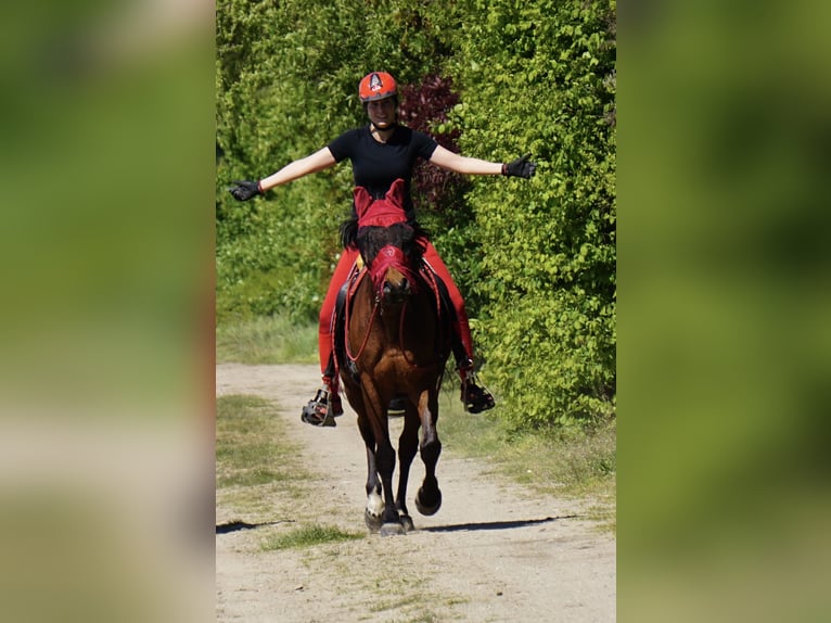 Vollblutaraber Wallach 13 Jahre 152 cm Brauner in Saal an der Donau