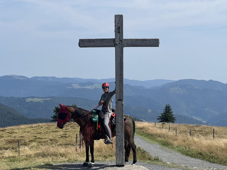 Vollblutaraber Wallach 13 Jahre 152 cm Brauner in Saal an der Donau