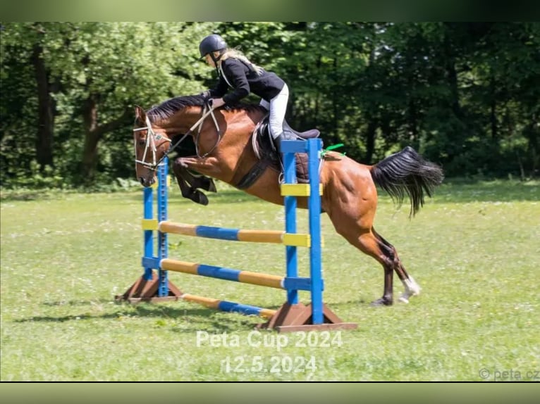 Vollblutaraber Wallach 13 Jahre 155 cm Brauner in Tuchoraz