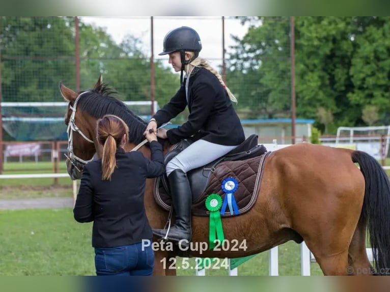 Vollblutaraber Wallach 13 Jahre 155 cm Brauner in Tuchoraz