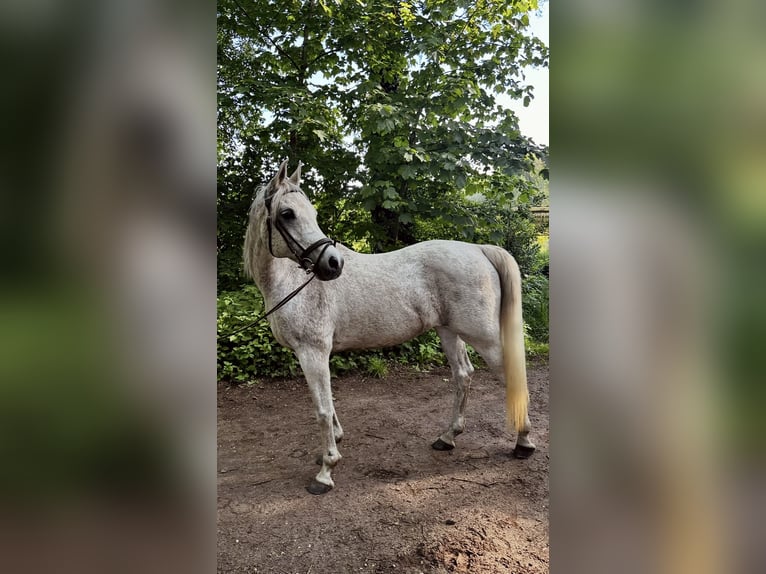 Vollblutaraber Wallach 13 Jahre 155 cm Fliegenschimmel in Oldenzaal