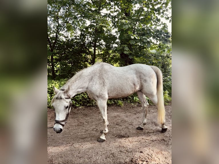 Vollblutaraber Wallach 13 Jahre 155 cm Fliegenschimmel in Oldenzaal