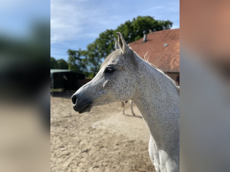 Vollblutaraber Wallach 13 Jahre 158 cm Fliegenschimmel in Papenburg