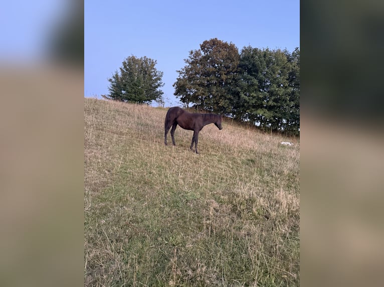 Vollblutaraber Wallach 13 Jahre 158 cm Rappe in Hobro