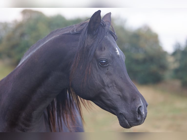 Vollblutaraber Wallach 13 Jahre 158 cm Rappe in Hobro