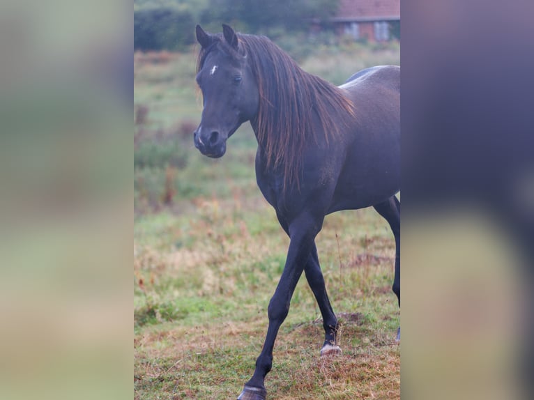 Vollblutaraber Wallach 13 Jahre 158 cm Rappe in Hobro