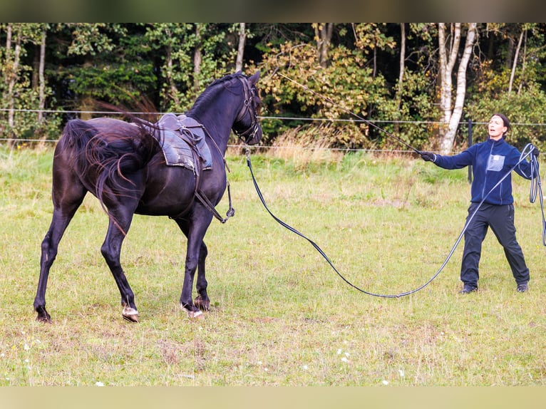 Vollblutaraber Wallach 13 Jahre 158 cm Rappe in Hobro