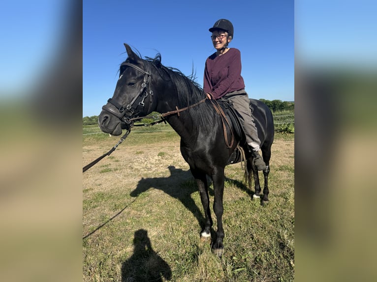 Vollblutaraber Wallach 13 Jahre 158 cm Rappe in Hobro