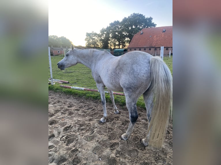 Vollblutaraber Wallach 13 Jahre 159 cm Fliegenschimmel in Papenburg
