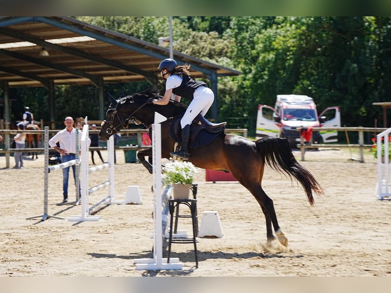 Vollblutaraber Wallach 14 Jahre 145 cm Rappe in Girona