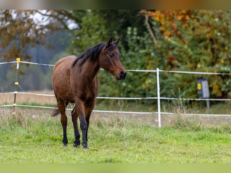 Vollblutaraber Wallach 14 Jahre 150 cm Brauner in Mittelstetten