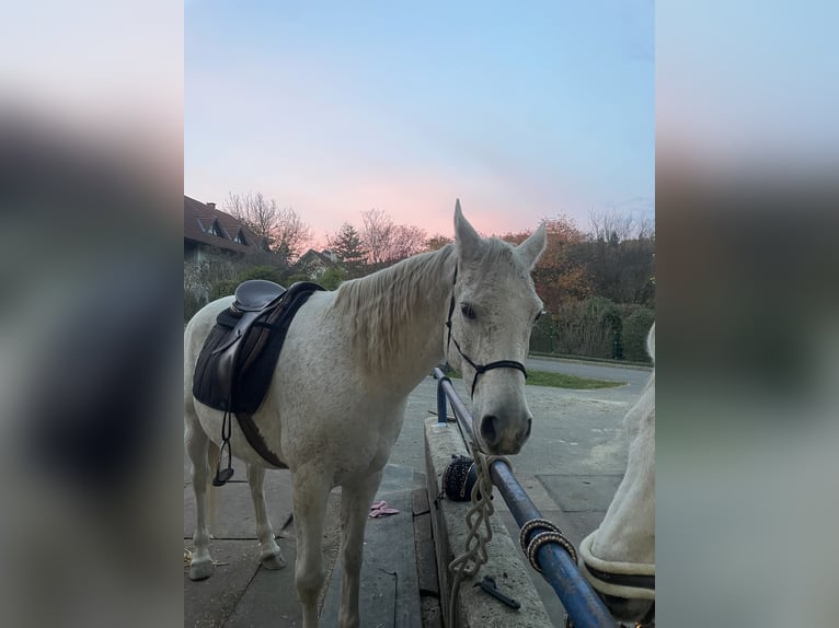 Vollblutaraber Wallach 14 Jahre 150 cm Fliegenschimmel in Riegersburg