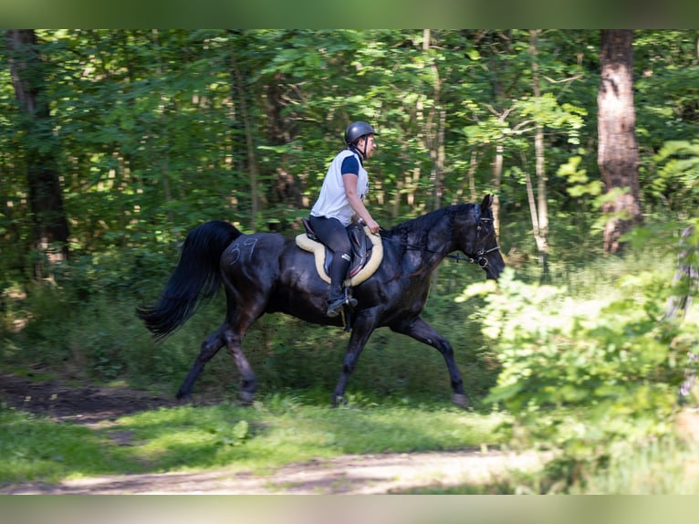 Vollblutaraber Wallach 14 Jahre 151 cm Rappe in Kořenov