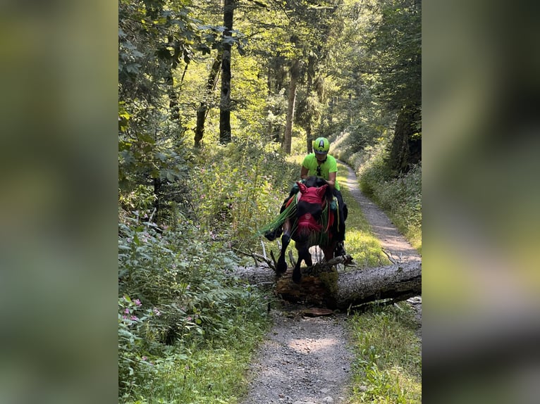 Vollblutaraber Wallach 14 Jahre 152 cm Brauner in Saal an der Donau