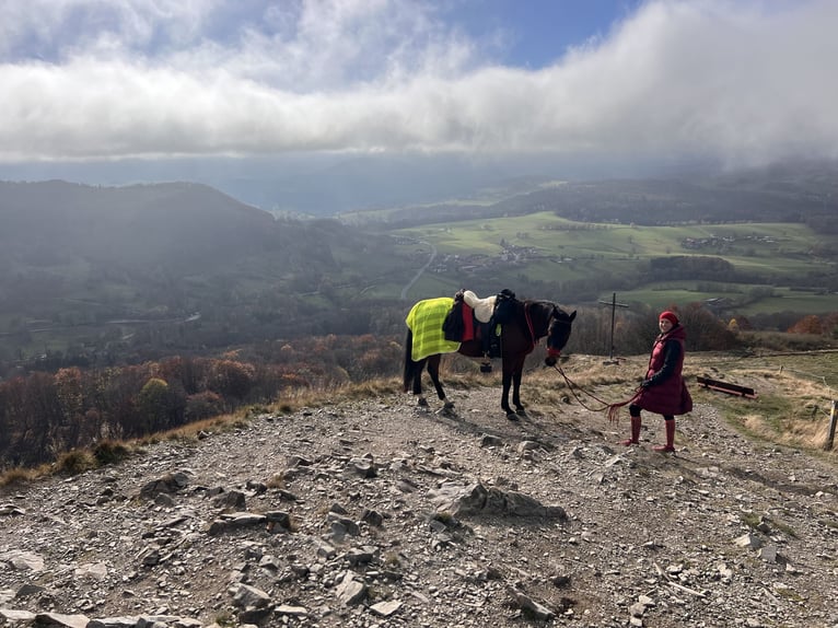 Vollblutaraber Wallach 14 Jahre 152 cm Brauner in Saal an der Donau