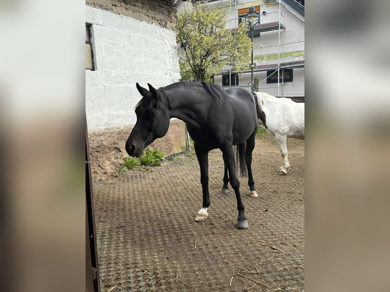 Vollblutaraber Wallach 14 Jahre 153 cm Dunkelbrauner in Johannesberg