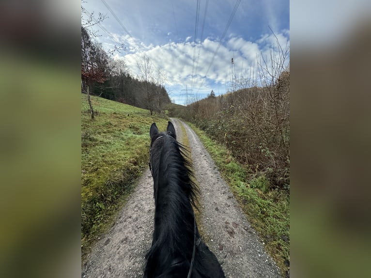 Vollblutaraber Wallach 14 Jahre 153 cm Dunkelbrauner in Johannesberg