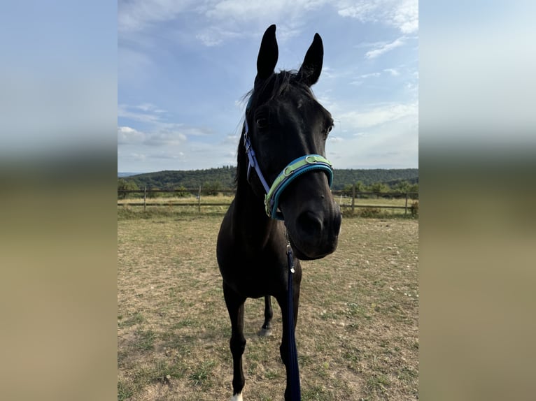 Vollblutaraber Wallach 14 Jahre 153 cm Dunkelbrauner in Johannesberg