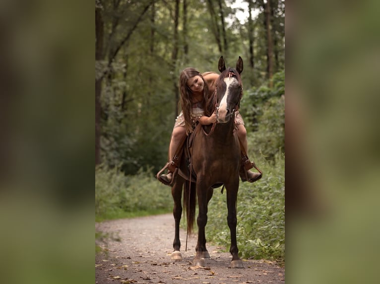 Vollblutaraber Wallach 14 Jahre 155 cm Rappe in Sulzbach