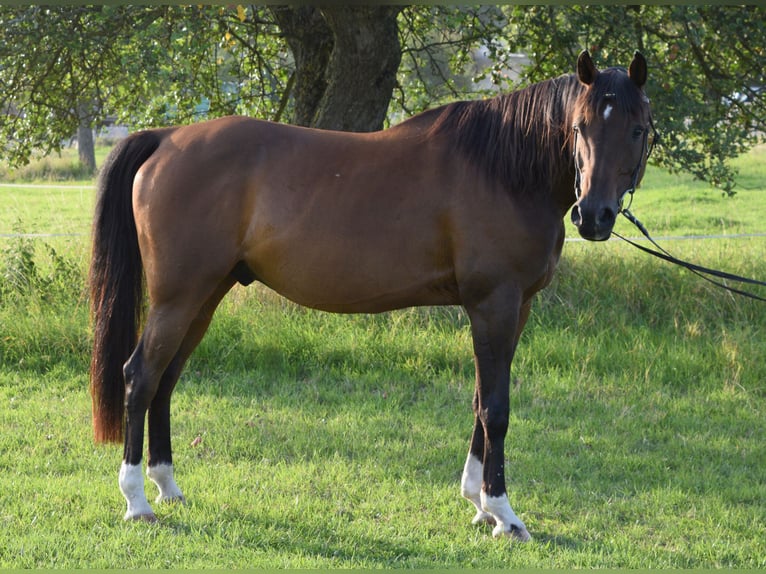 Vollblutaraber Wallach 14 Jahre 162 cm Brauner in Hofheim am Taunus