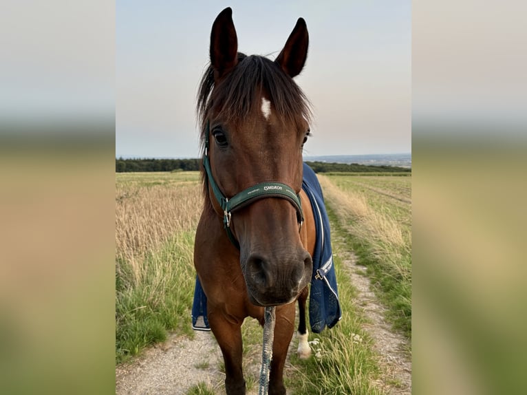 Vollblutaraber Wallach 14 Jahre 162 cm Brauner in Hofheim am Taunus