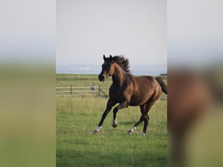 Vollblutaraber Wallach 14 Jahre 162 cm Brauner in Hofheim am Taunus