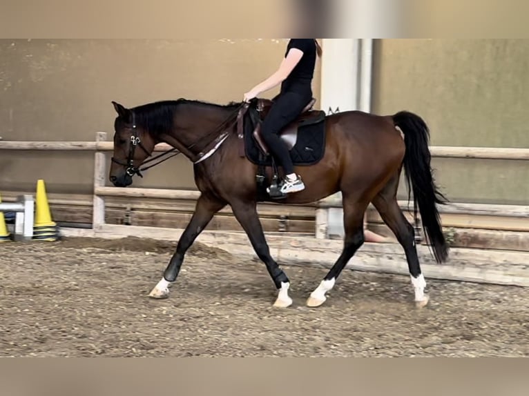 Vollblutaraber Wallach 14 Jahre 162 cm Brauner in Hofheim am Taunus