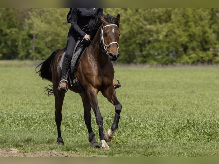 Vollblutaraber Wallach 14 Jahre 162 cm Brauner in Hofheim am Taunus
