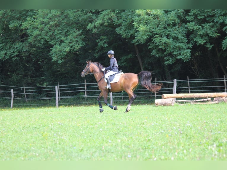 Vollblutaraber Wallach 14 Jahre 167 cm Brauner in Haschendorf